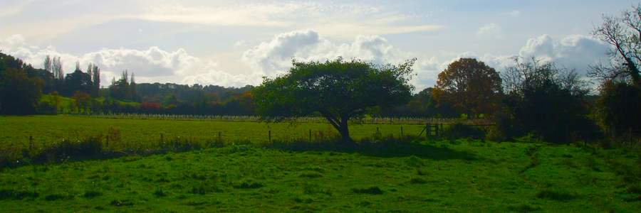 Meadows between Corsley and Chapmanslade Meadows between Corsley and Chapmanslade