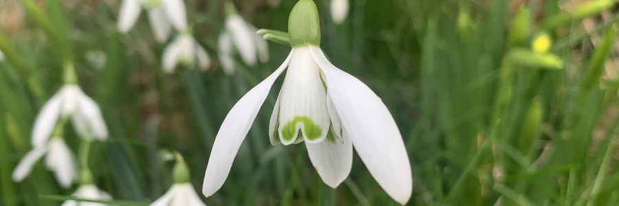 Snowdrop in spring Snowdrop in spring