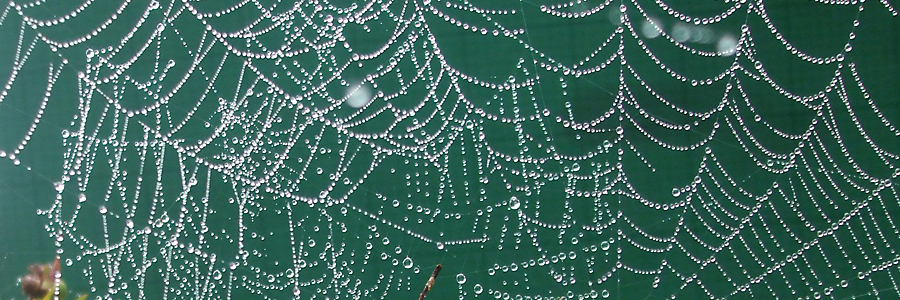 Spider's web with dew drops Spider's web with dew drops
