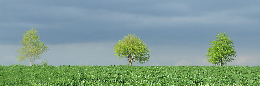 Trees on the A362 at Corsley Trees on the A362 at Corsley