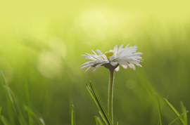 Corsley Community Wildflower Meadow Corsley Community Wildflower Meadow
