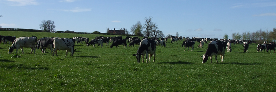 Dairy herd grazing at Corsley